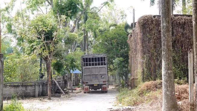 Vietnam bear rescue centre welcomes three black bears ảnh 6