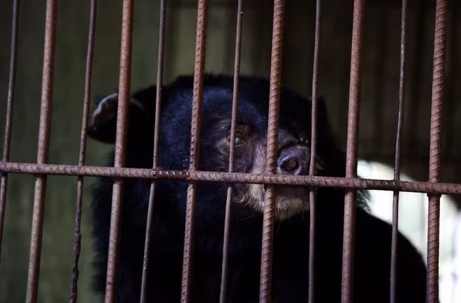 Vietnam bear rescue centre welcomes three black bears ảnh 1