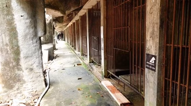 Vietnam bear rescue centre welcomes three black bears ảnh 4