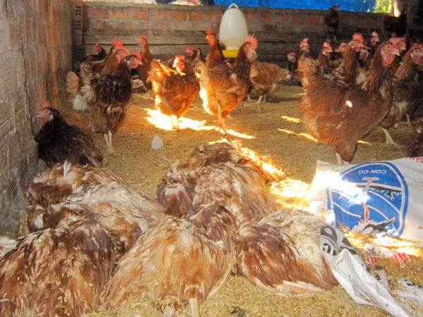 Vietnam to produce own avian influenza vaccine from 2018 ảnh 1