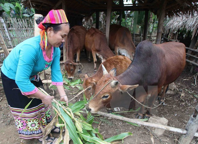 Contest seeks community’ poverty reduction initiatives ảnh 1