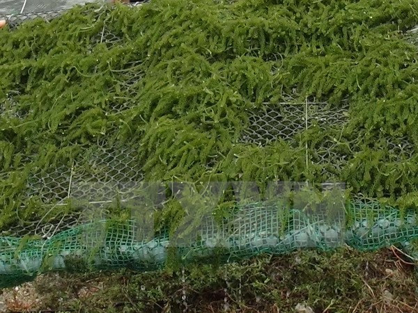 Seaweed farming – a promising industry and solution to pollution ảnh 1