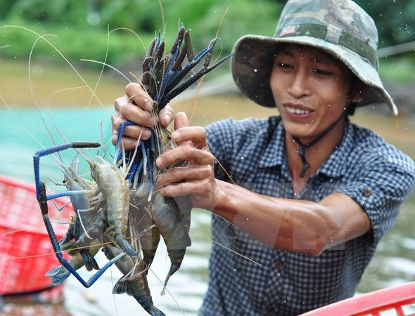 Kien Giang to boost shrimp production in 2017 ảnh 1