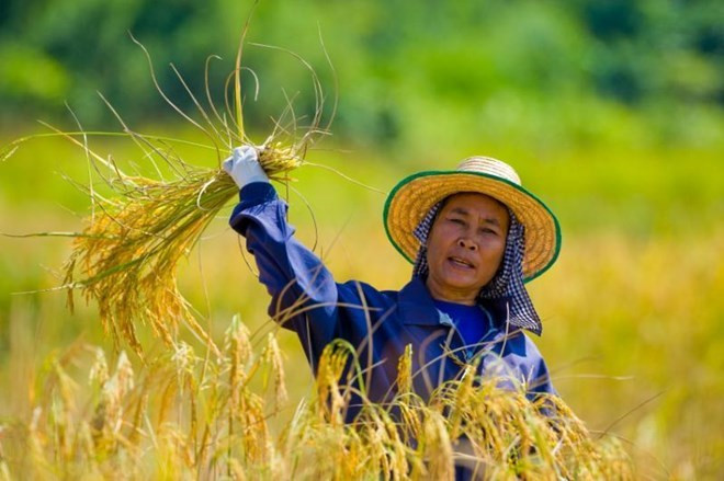 Thailand to increase rice export to Mexico ảnh 1