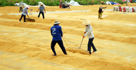 Changes to institutions urged to improve rice value chain ảnh 1 Changes to institutions urged to improve rice value chain ảnh 1