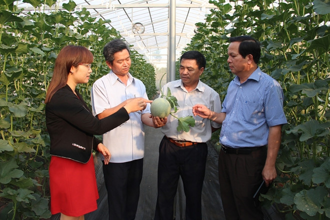Central Highlands’ high-tech agriculture development faces challenges ảnh 1