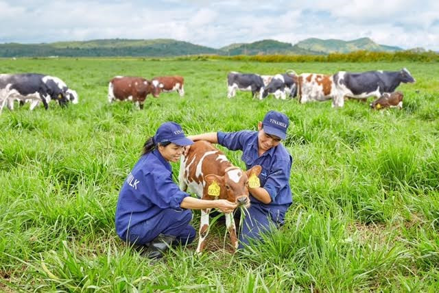 Vinamilk opens first European-standard dairy farm in Vietnam ảnh 1