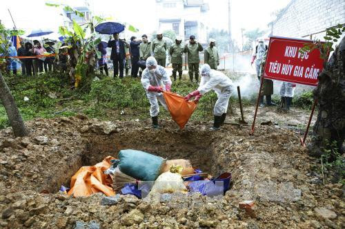 Lang Son holds bird flu prevention drill ảnh 1