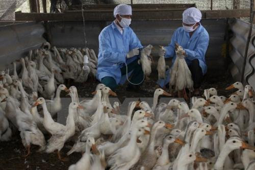 A/H5N1 avian flu spotted in Bac Ninh ảnh 1