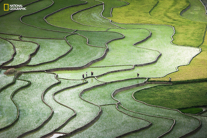 Terrace rice paddy photo among the best in Nat Geo contest ảnh 1 Terrace rice paddy photo among the best in Nat Geo contest ảnh 1