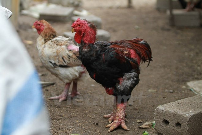  Rumours hit big-drumstick chicken trademark ảnh 1