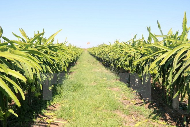 Agriculture firms receive Gov’t funds ảnh 1