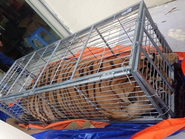 Police break wildlife trafficking ring from Nghe An to Hanoi ảnh 1