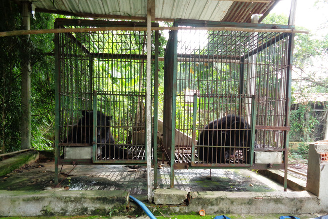 Two more Tibetan bears sent to rescue centre ảnh 1 Two more Tibetan bears sent to rescue centre ảnh 1