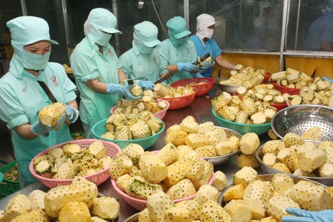 Fruit, vegetable exports hit 1.38 billion USD in five months ảnh 1