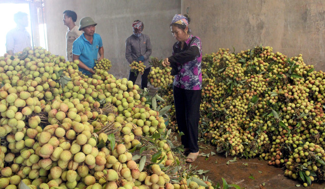 Bac Giang to export half of lychee output ảnh 1