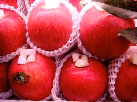 Japanese apples re-enter Vietnamese market ảnh 1