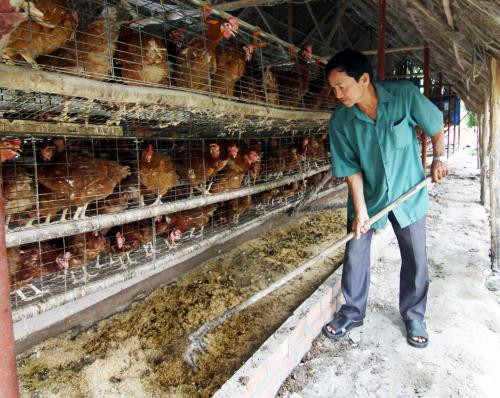 Breeding industry needs to rely more on technologies ảnh 1