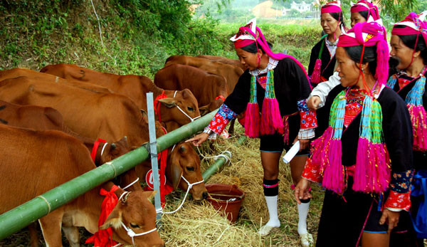 Binh Phuoc gives breeding cows to ethnic minority households ảnh 1
