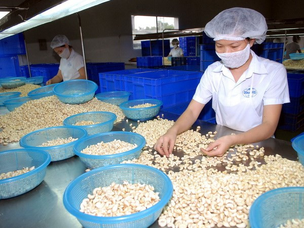 Cashew export revenue in 11 months surges over 19 percent ảnh 1