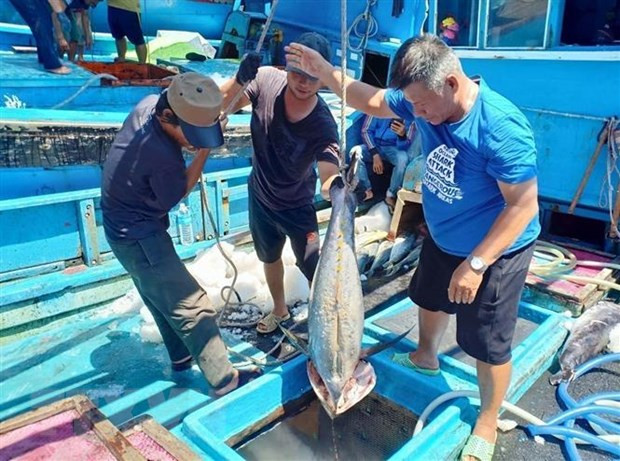 Vietnam’s tuna export to US enjoys stable growth ảnh 1