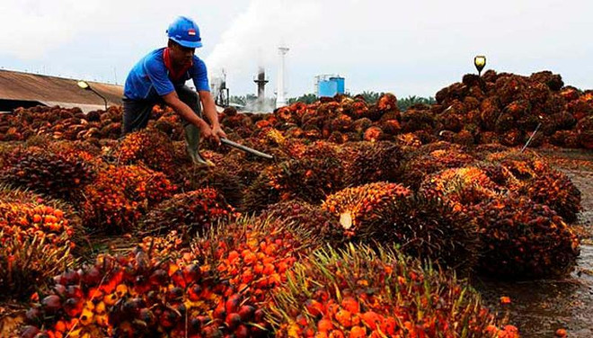 Indonesia imposes mandatory domestic sales for palm oil ảnh 1