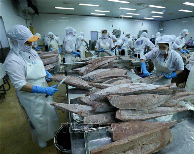 Tuna becomes billion-dollar export for first time: VASEP ảnh 1 Tuna becomes billion-dollar export for first time: VASEP ảnh 1