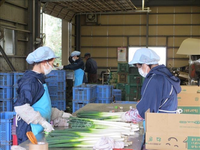 Vietnamese nationals account largest proportion of Japan’s foreign worker population ảnh 1