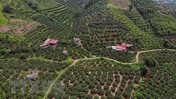 1,600 more cooperatives to be formed this year ảnh 1