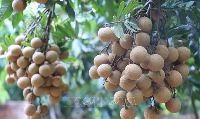 Vietnam finalises procedures to export longan to Japan ảnh 1