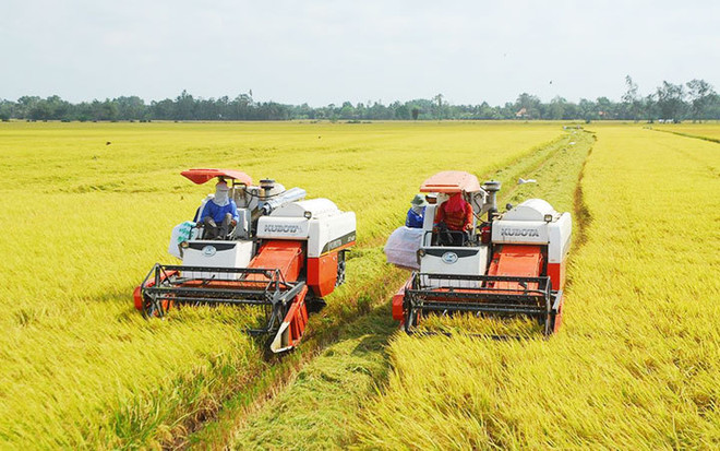 Organic rice farming yields fruits ảnh 2 Organic rice farming yields fruits ảnh 2