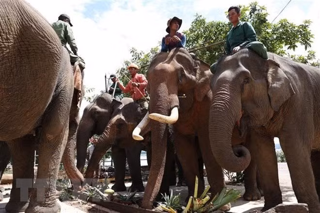 Dak Lak: Domestic elephants enjoy buffet on World Elephant Day ảnh 1