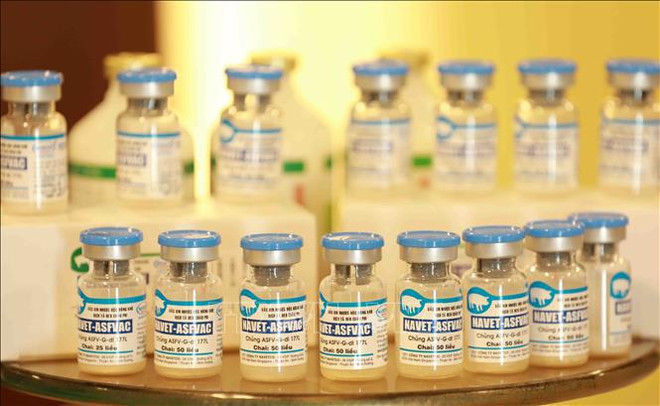 Philippines a promising importer of made-in-Vietnam African swine fever vaccines ảnh 1