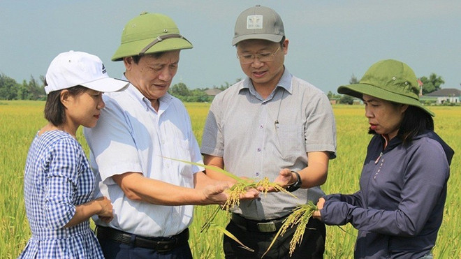 Organic rice farming yields fruits ảnh 1 Organic rice farming yields fruits ảnh 1