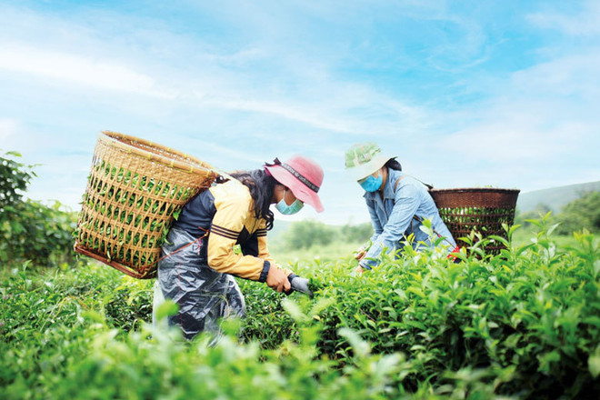 Green credit provision strengthened in agriculture ảnh 2