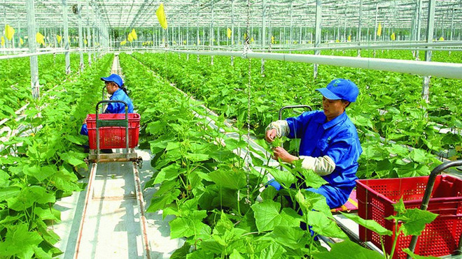 Green credit provision strengthened in agriculture ảnh 1