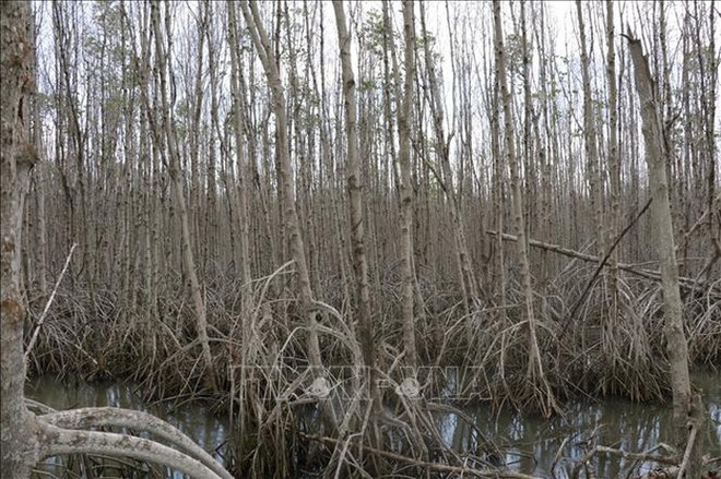 Experts raise concerns over draining of wetlands ảnh 1 Experts raise concerns over draining of wetlands ảnh 1