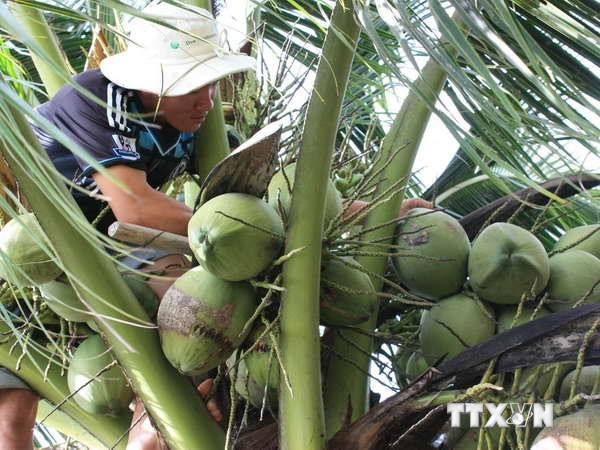 Ben Tre moves to boost agricultural product exports ảnh 1 Ben Tre moves to boost agricultural product exports ảnh 1