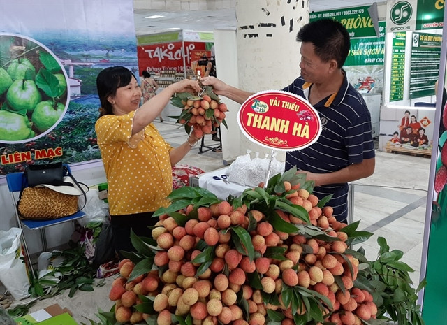 Thanh Ha lychee fair opens in Hanoi ảnh 1 Thanh Ha lychee fair opens in Hanoi ảnh 1