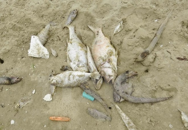 Deputy PM discusses fish deaths in Quang Binh ảnh 1