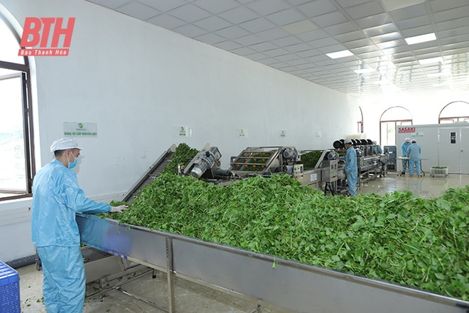 Thanh Hoa steps up sci-tech application in agricultural production ảnh 1