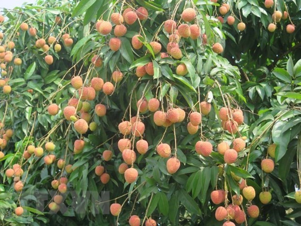 Vietnamese “Golden Lychee” arrives in Australia ảnh 1