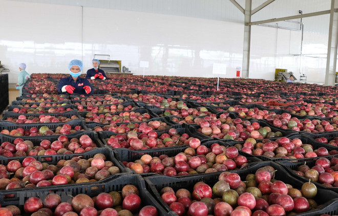 Kien Giang calls for investment in agriculture development ảnh 1