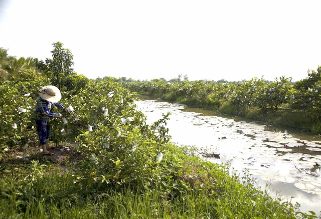 Kien Giang rice farmers switch to guava for better income ảnh 1 Kien Giang rice farmers switch to guava for better income ảnh 1