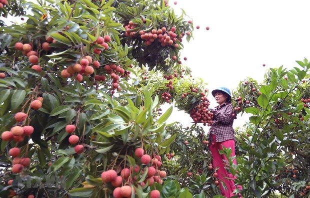 Conference seeks ways to promote lychee consumption ảnh 1