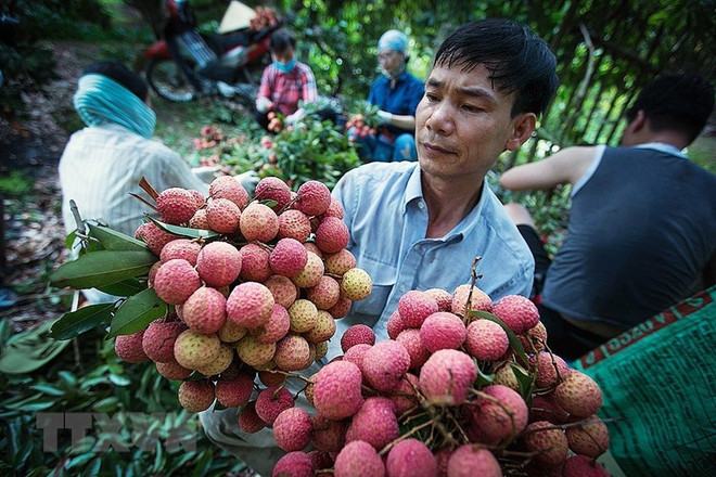 Bac Giang plans promotional events to boost lychee exports ảnh 3 Bac Giang plans promotional events to boost lychee exports ảnh 3