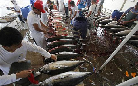 Philippines seeks World Bank’s loan to boost fisheries sector ảnh 1