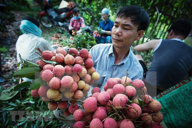 Over 50 businesses, cooperatives join sales of Bac Giang lychee ảnh 1 Over 50 businesses, cooperatives join sales of Bac Giang lychee ảnh 1