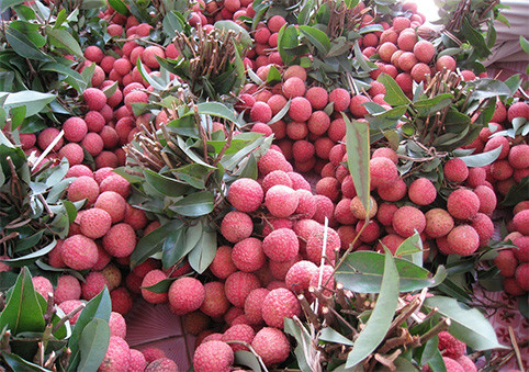 E-commerce floor for lychee launched ảnh 1 E-commerce floor for lychee launched ảnh 1