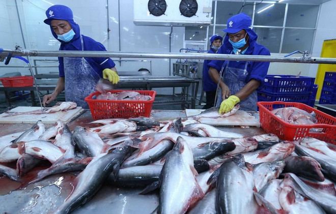 Tra fish exports plummet 39 pct. in first five months ảnh 1